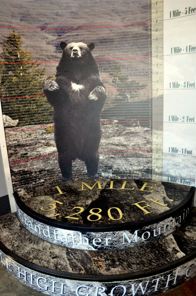 bear statue and Grandfather Mountain growth chart